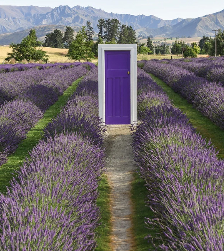 Wānaka Lavender Farm